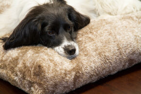 Hundekissen comfort line "Fleece"