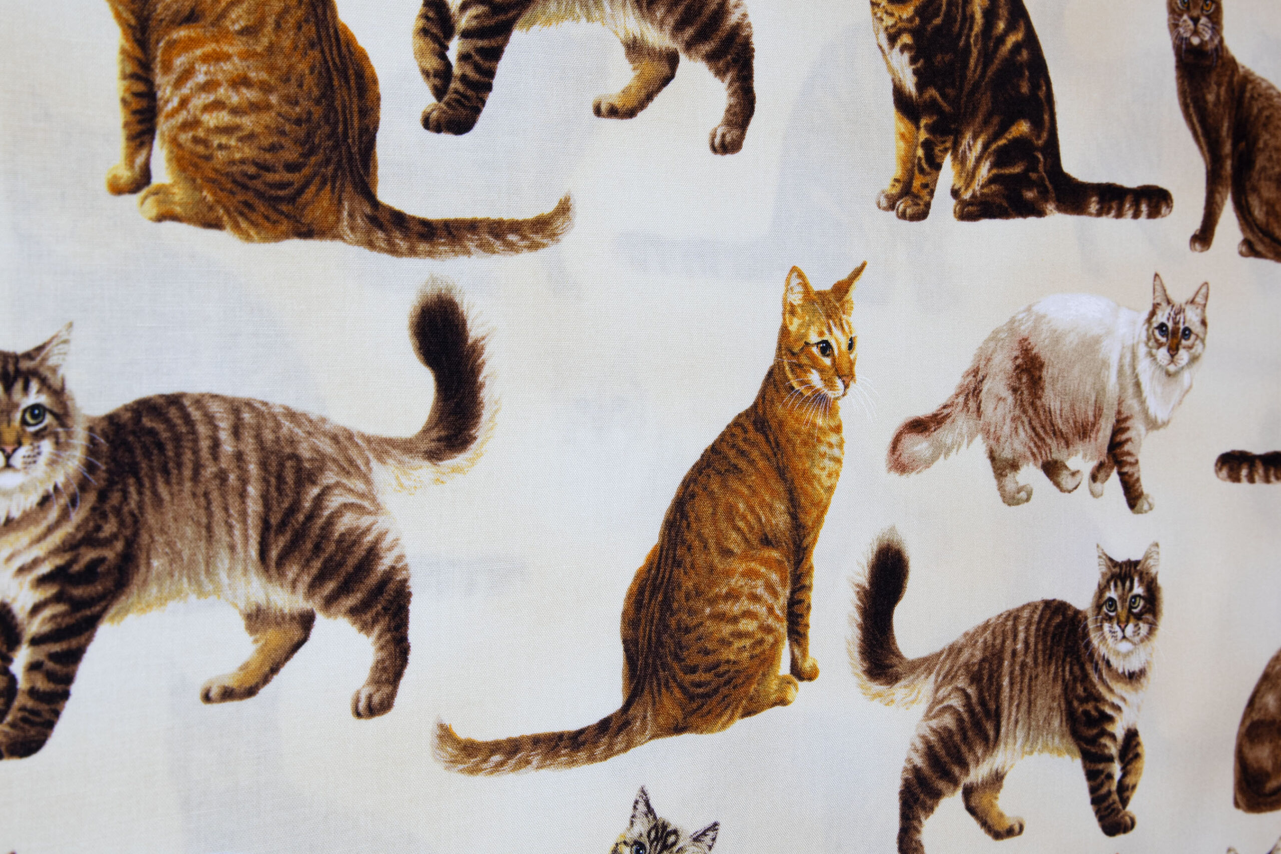 Katzen 11