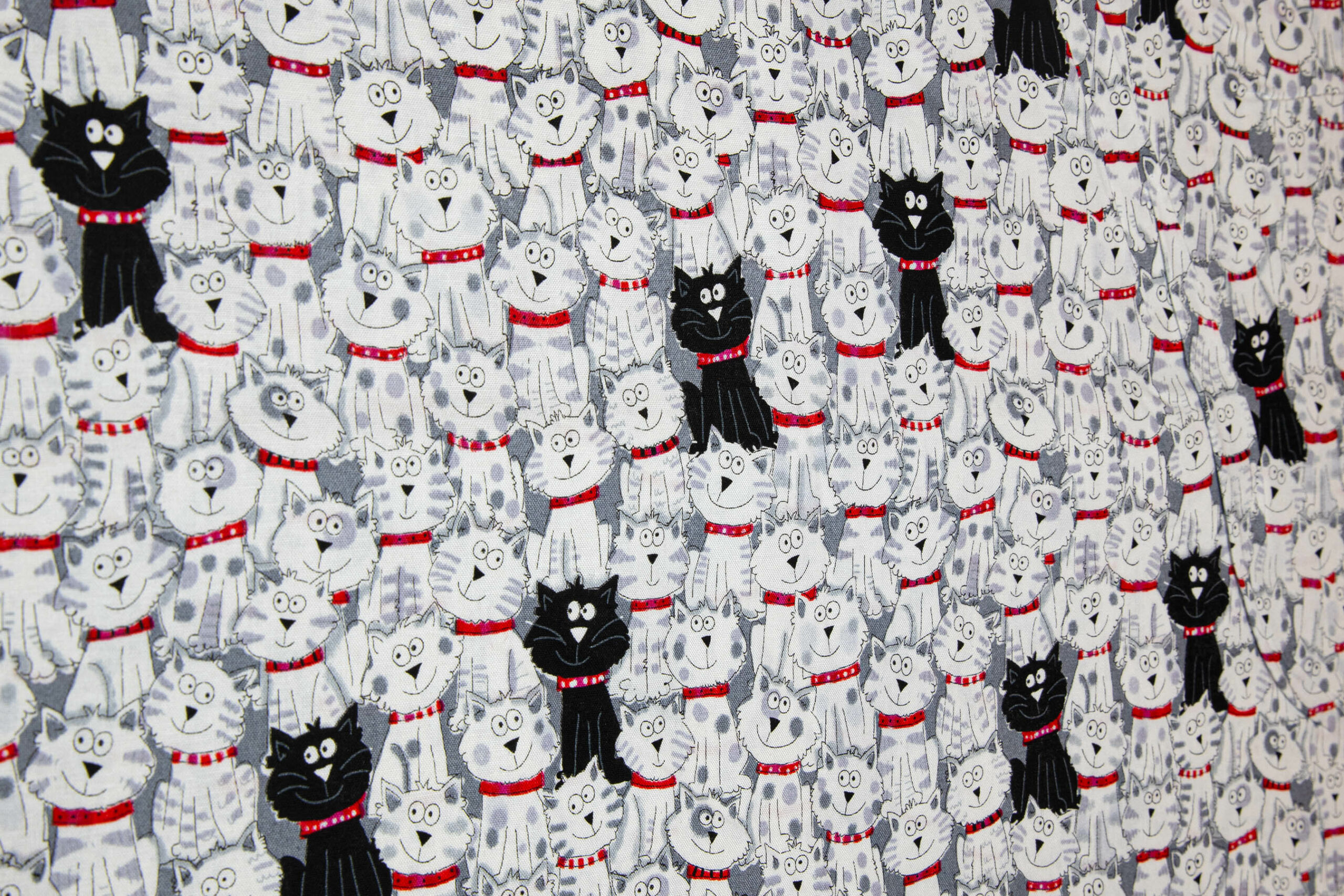 Katzen 14