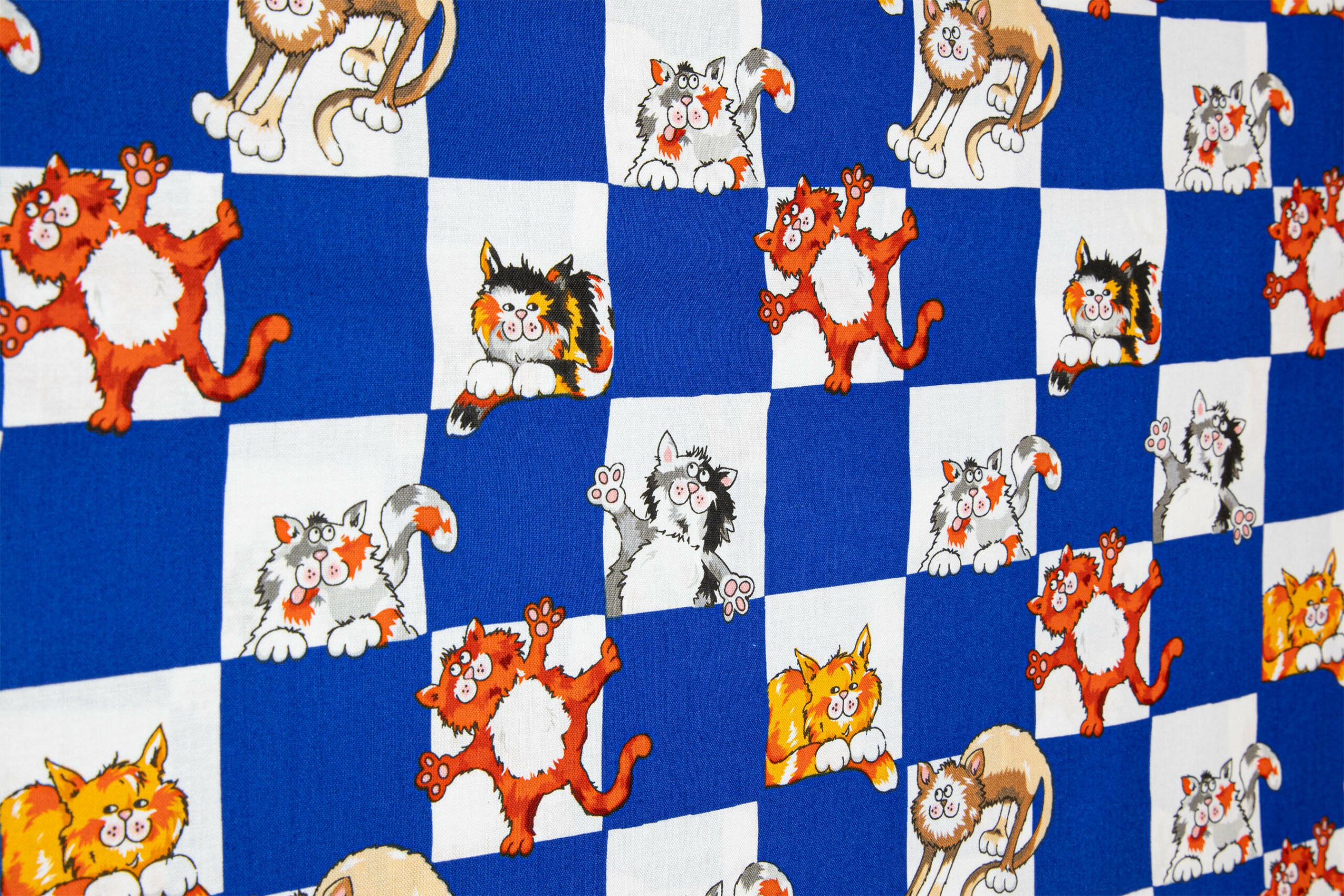 Katzen 16