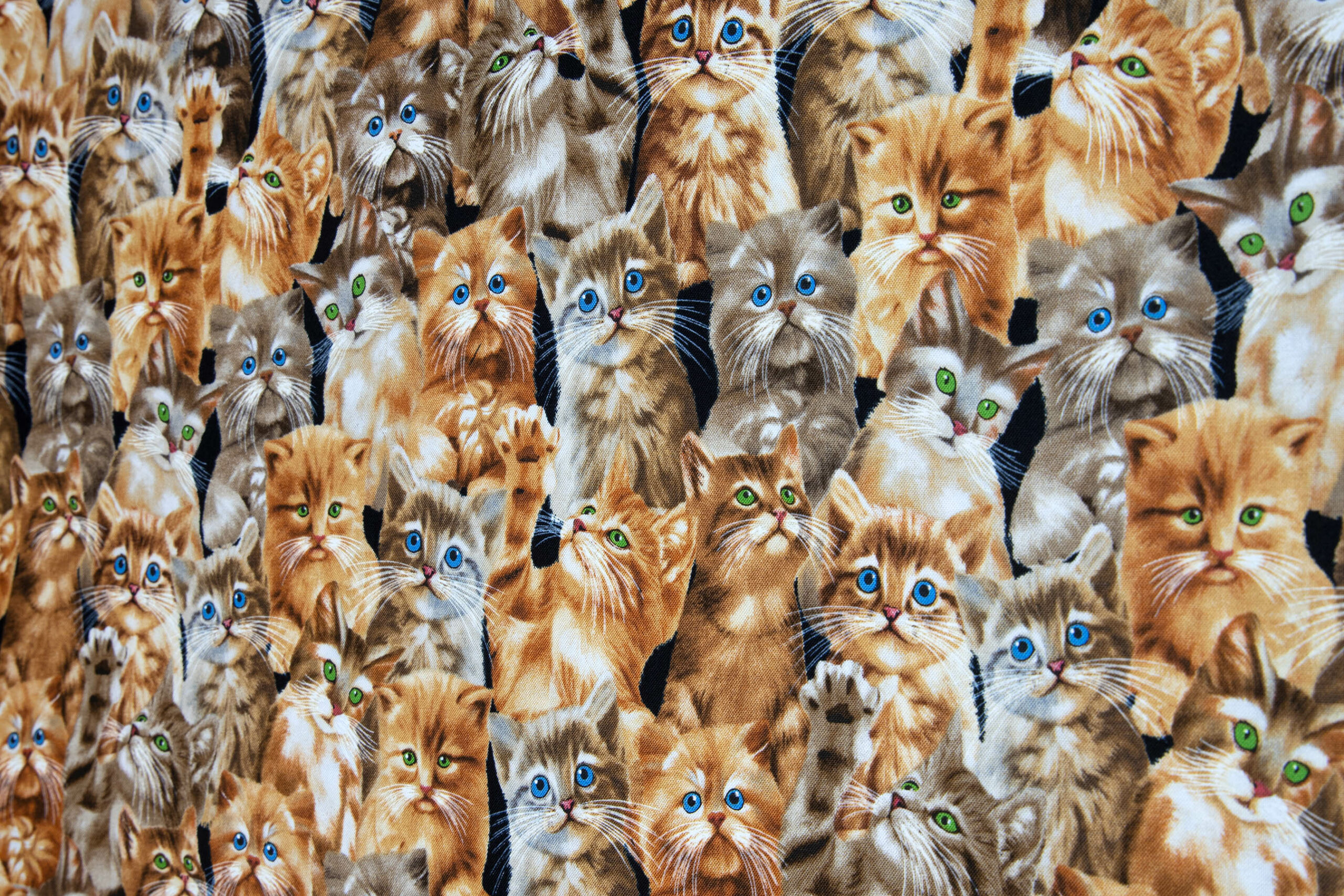Katzen 24