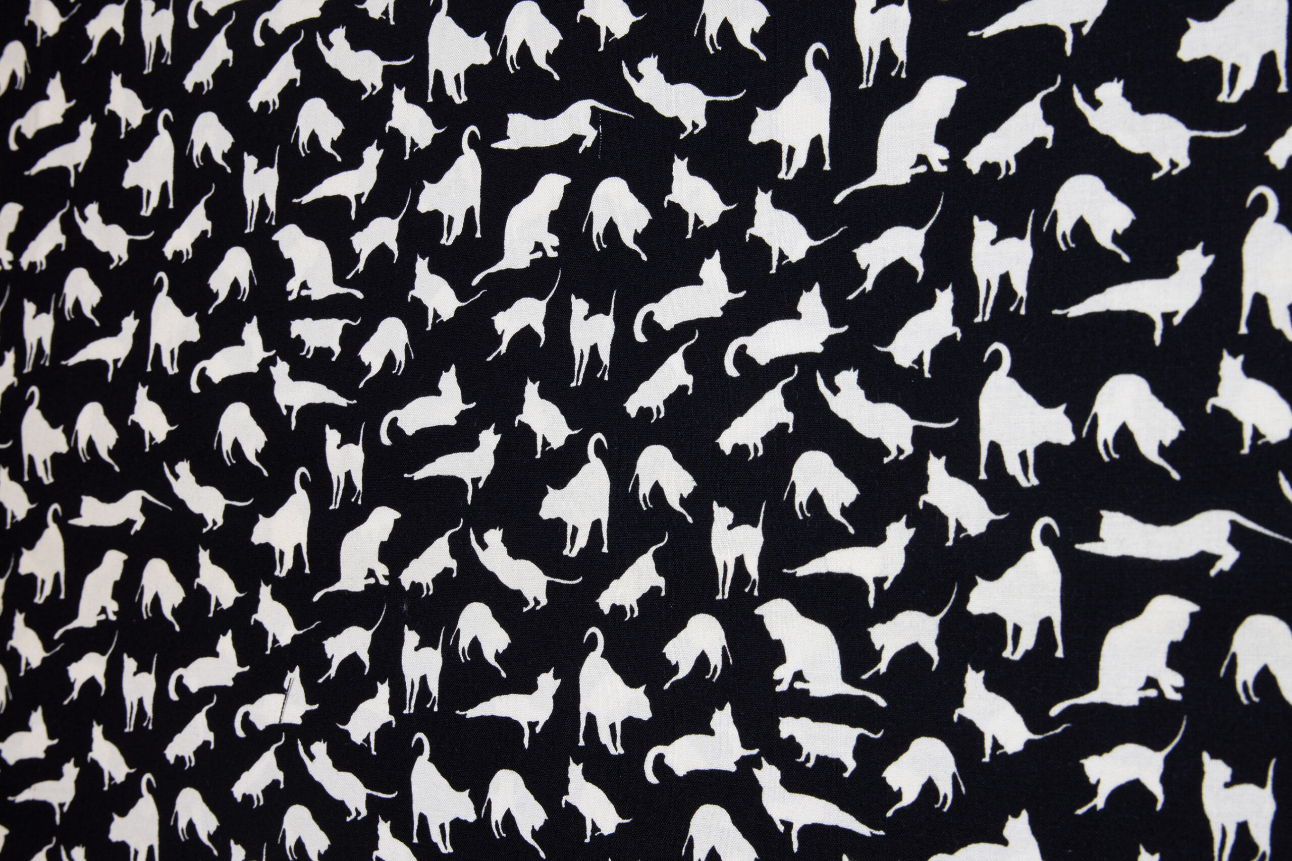 Katzen 9