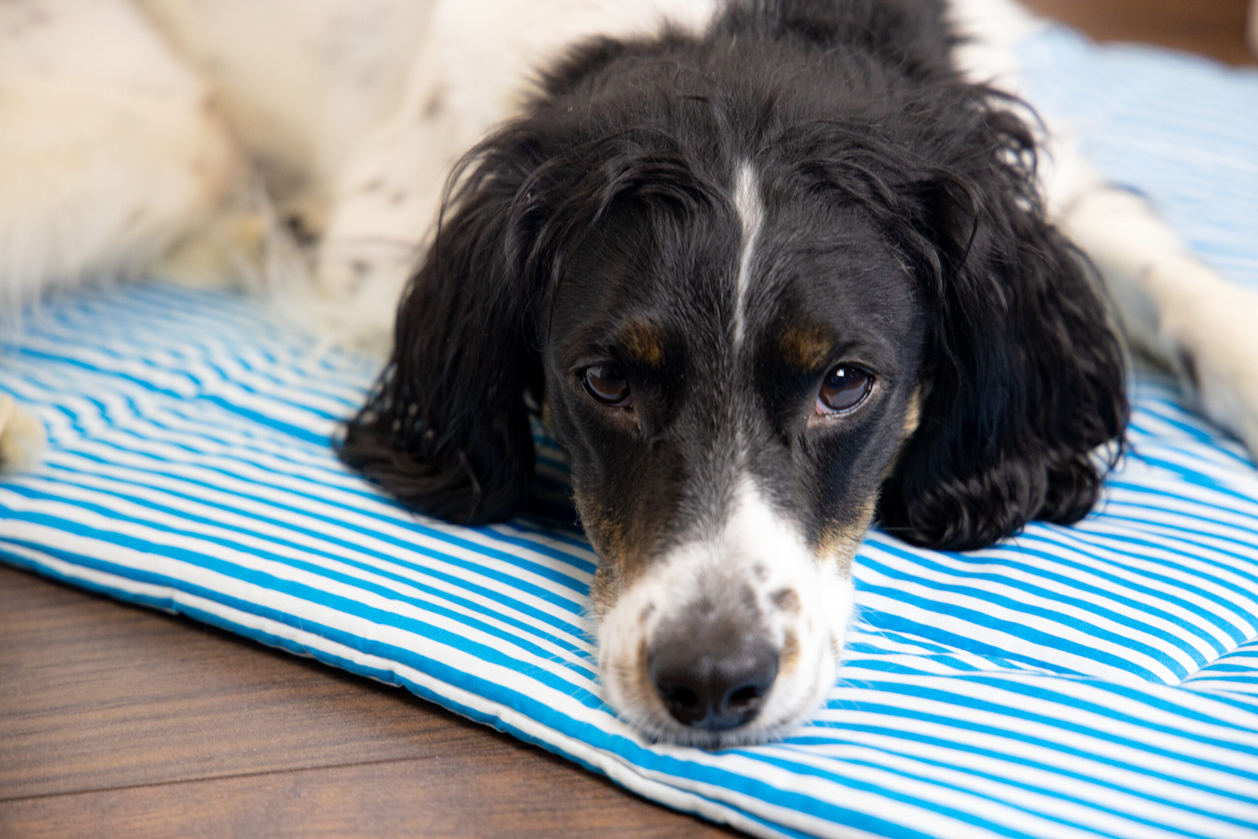 Hundedecken