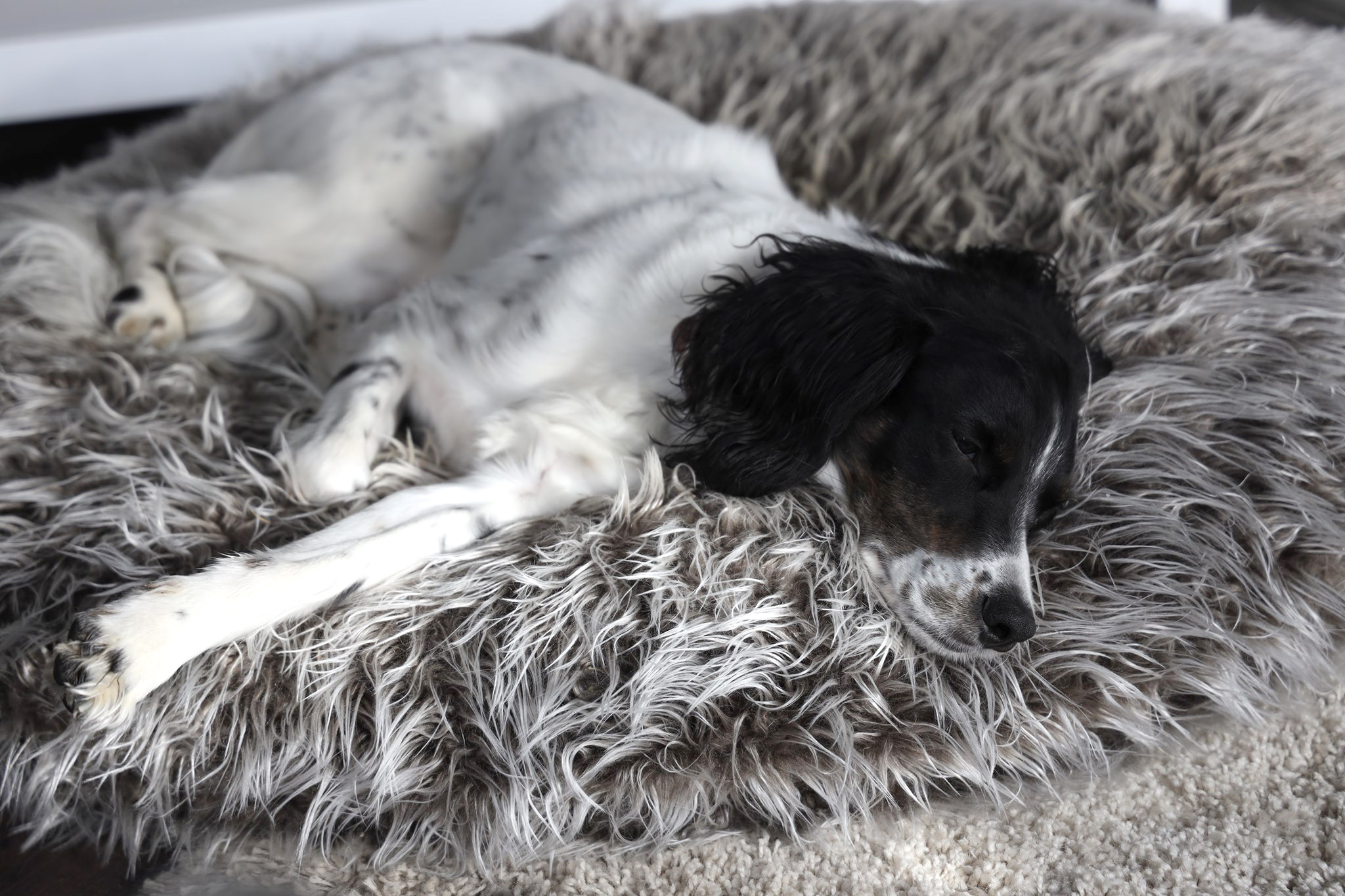 Hundekissen - comfortline