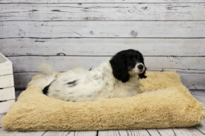 Hundekissen comfort line "Plüsch 2"