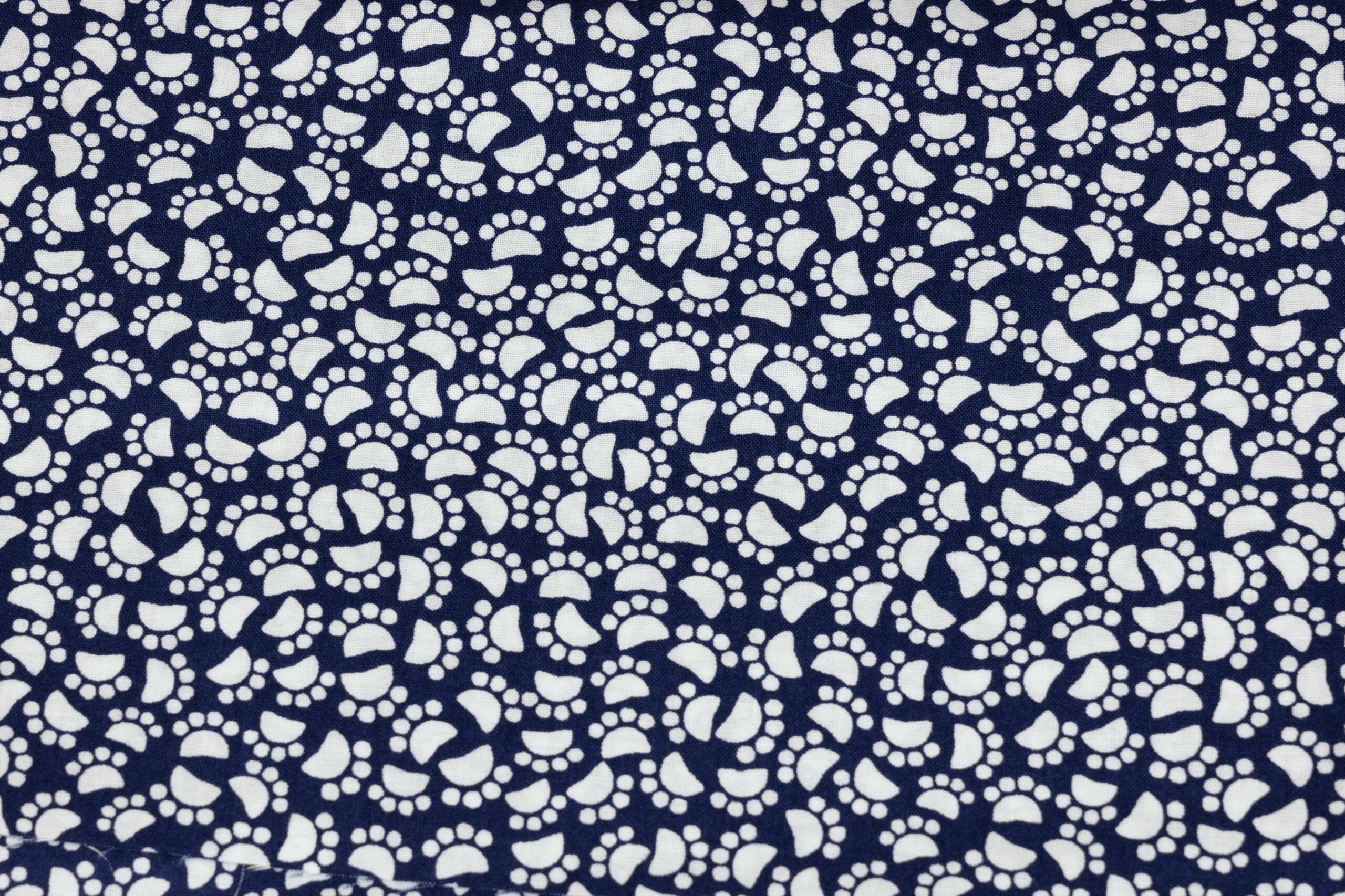 Pfötchen 13