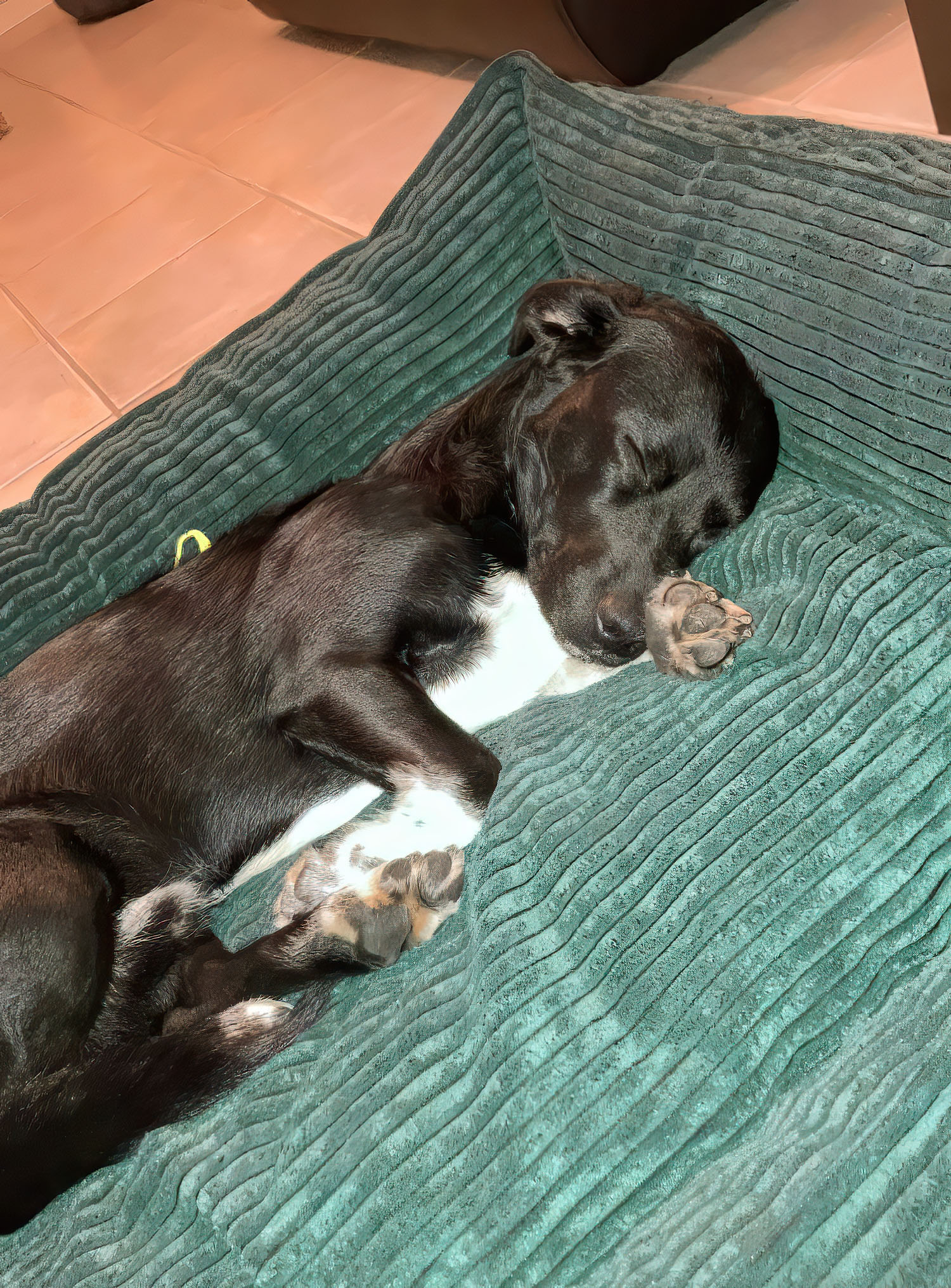 Hundebett comfort line "Samtcord" – Bild 3