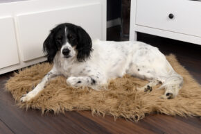 Hundedecke "Plüsch"