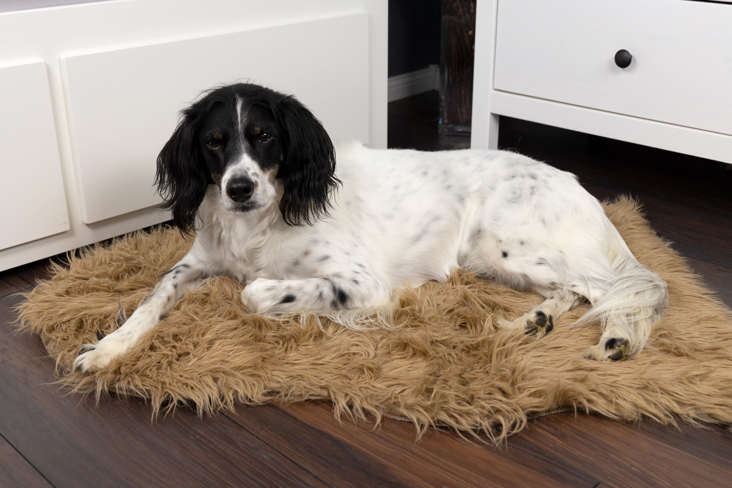 Hundedecke "Plüsch"