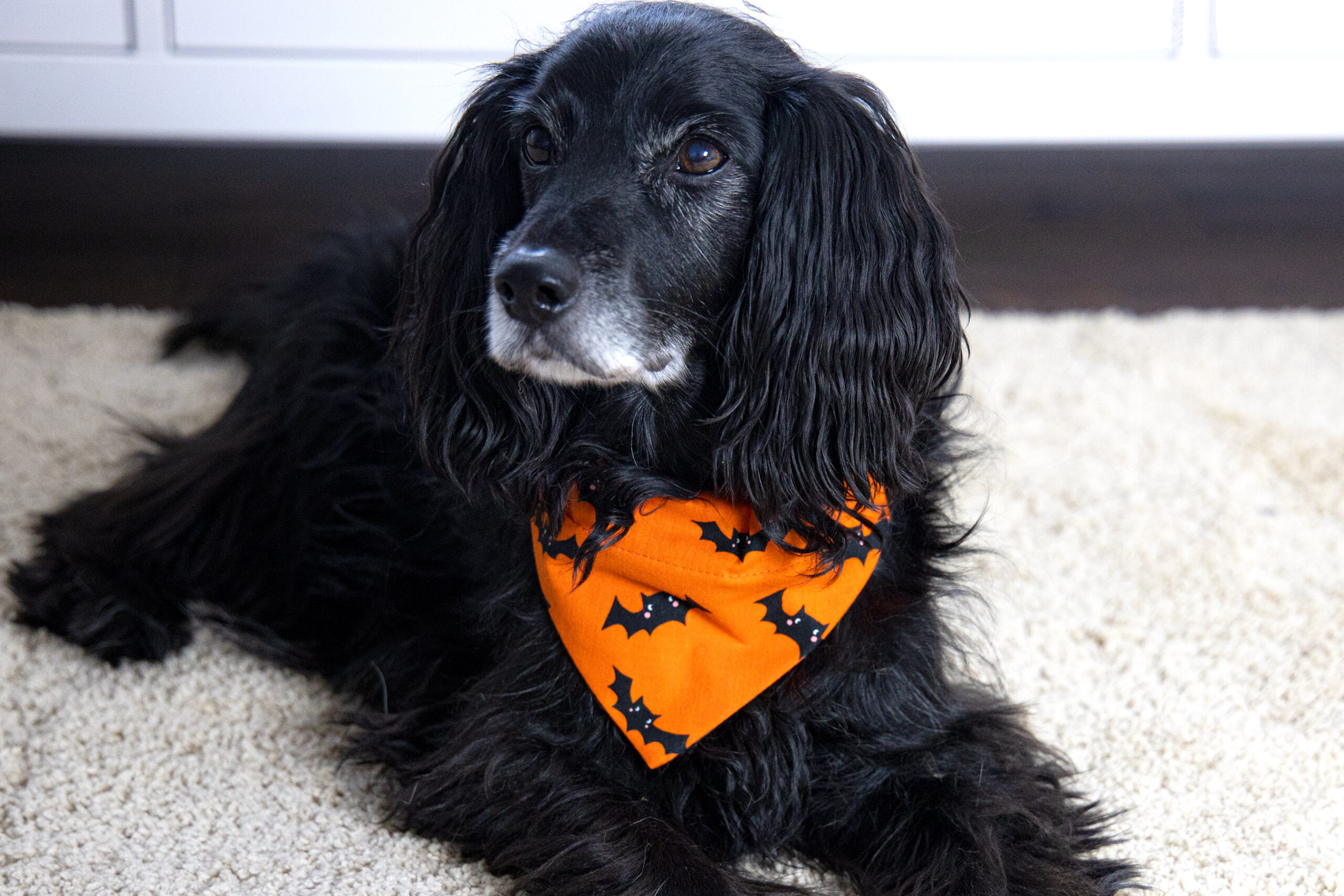 Barny Halloween